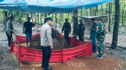 TNI-Polri Gencar Razia Judi Sabung Ayam di Jombang