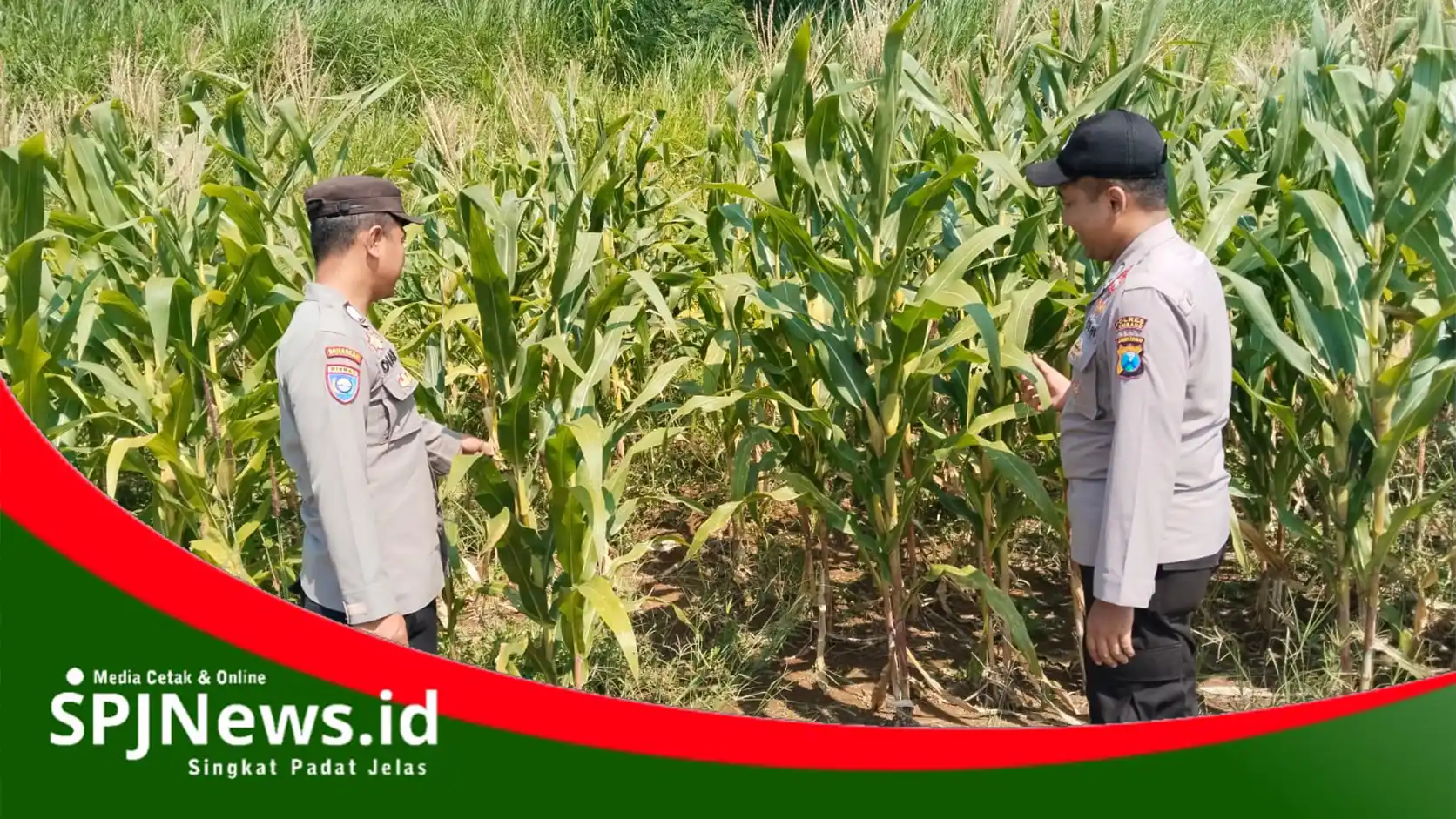 Polsek Wonosalam Kawal Ketahanan Pangan, Pantau Pertumbuhan Jagung Petani Mitra