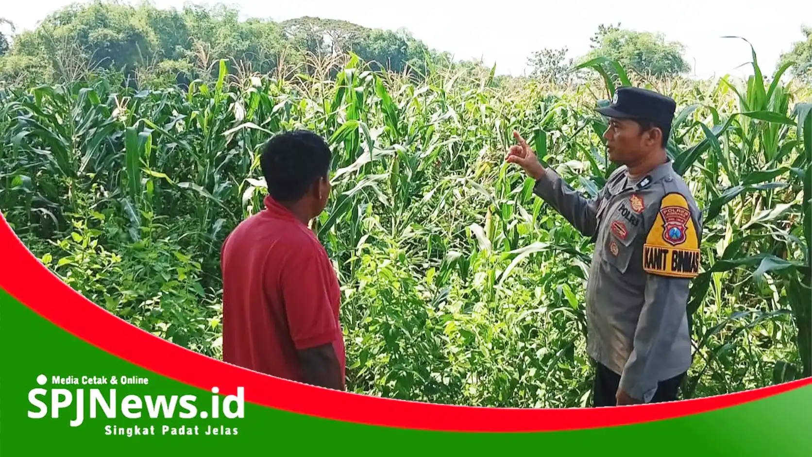 Polsek Kudu Dampingi Petani Jagung Dukung Ketahanan Pangan