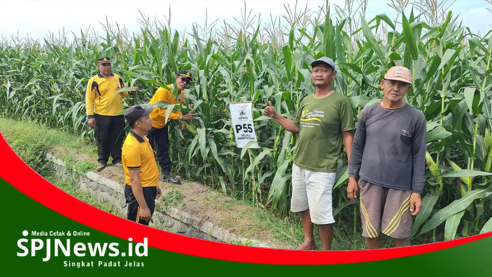 Polsek Jogoroto Pantau Jagung, Dukung Ketahanan Pangan