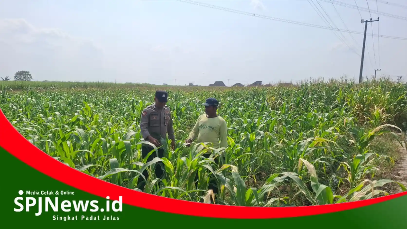 Polsek Bareng Pantau Pertumbuhan Jagung Petani di Mundusewu Jombang